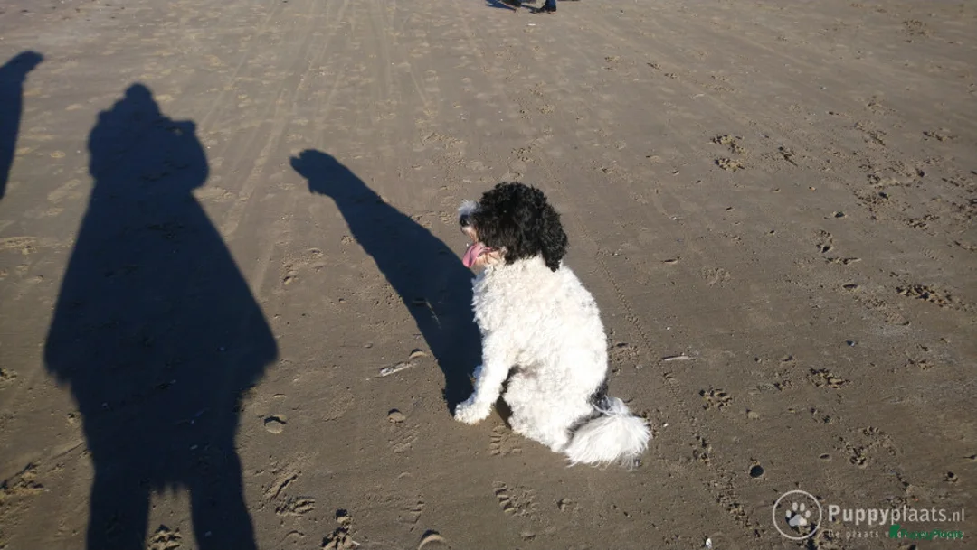 Kruising honden ter dekking: Prachtige Tibetoodle dekreu in Amsterdam - Advertentie 6