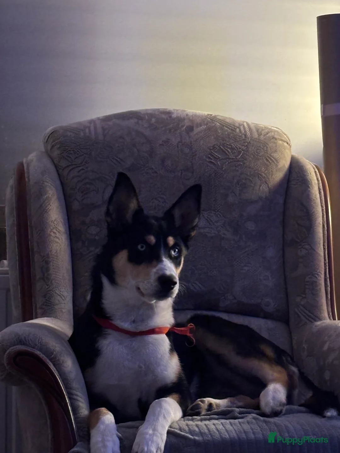 Kruising honden te koop:  Husky kruising dobermans is netjes  - Advertentie 11