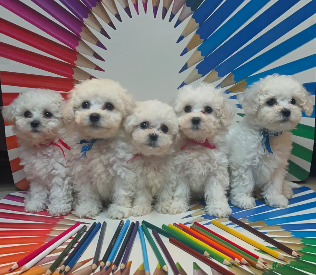 Galerij afbeelding {{count}}