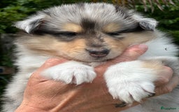 Schotse Herdershond langhaar honden te koop: Schotse Collie Pups Tricolor en Blue Merle - Afbeelding 9