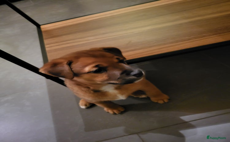 Kruising honden - Advertentie 12