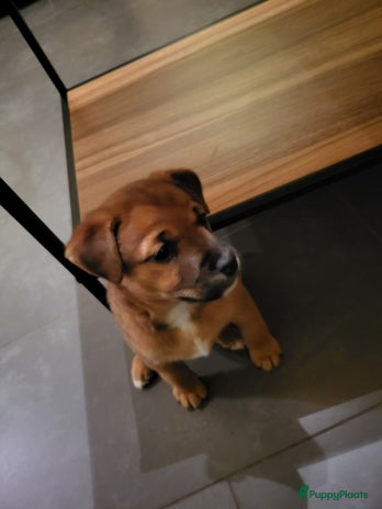 Kruising honden Shiba Inu X Cavalier King Charles X Jack Russel - Advertentie 9