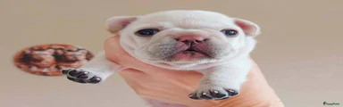 Franse Bulldog 10