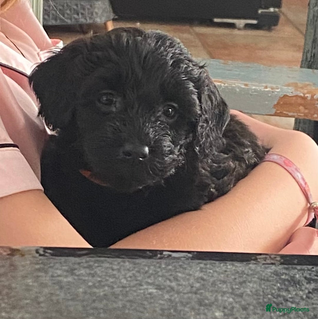 Labradoodle honden te koop: Labradoodle(multigen) mini/midi groeien op in huis - Advertentie 14