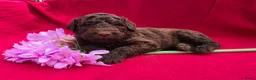 Labradoodle honden te koop: Super fijne multigen half Australian doodles🥰 - Advertentie 17