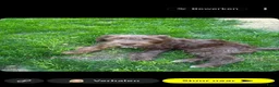 Labradoodle honden te koop: Labradoodle teefje - Advertentie 7