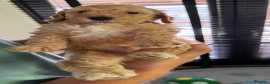 Labradoodle 3