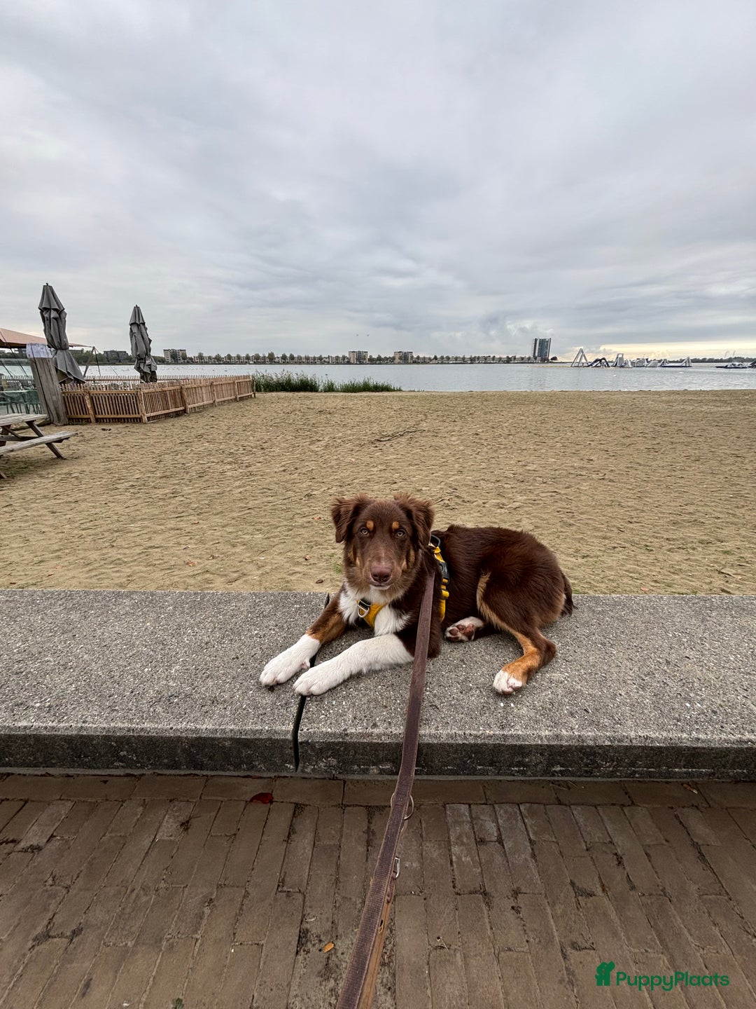 Australian Shepherd honden ter adoptie: Australian Shepherd Bobbi  - Advertentie 2