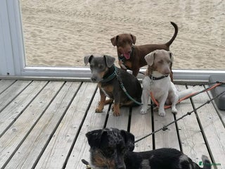 Jack Russel Terriër honden ter dekking: Jack russell dekreuen in Koewacht - Advertentie 1