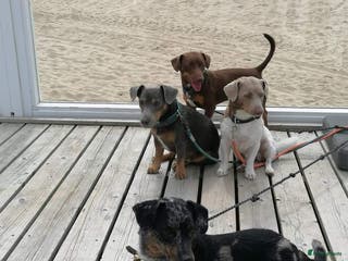 Jack Russel Terriër honden Jack russell dekreuen in Koewacht - Advertentie 22