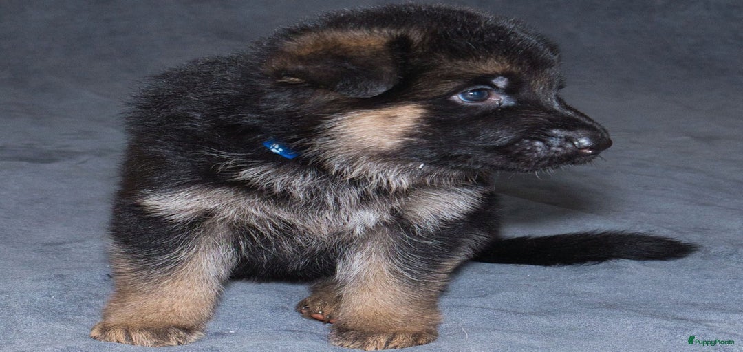 Galerij afbeelding {{count}}