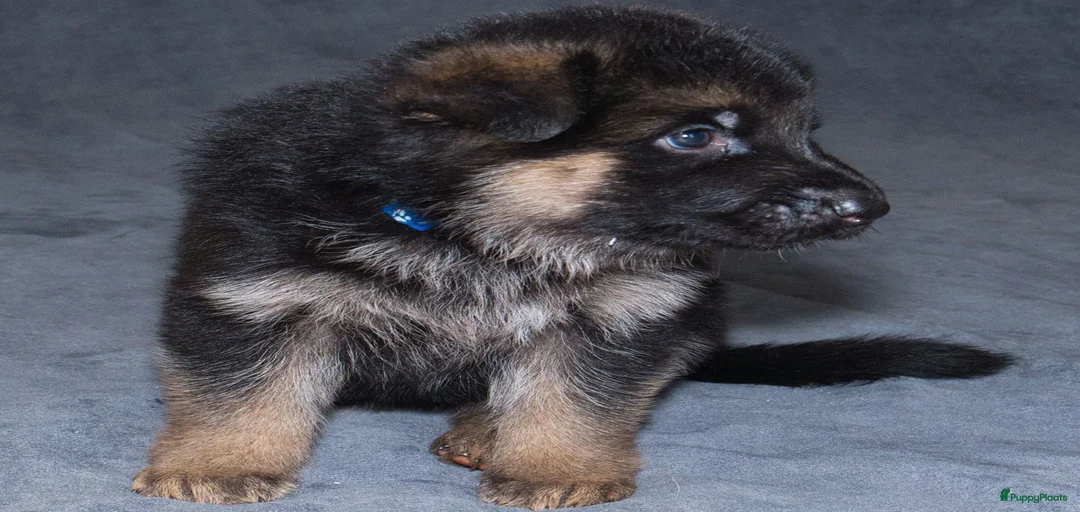 Galerij afbeelding {{count}}