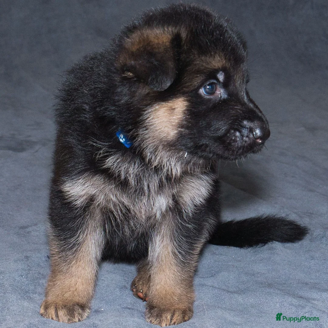 Galerij afbeelding {{count}}