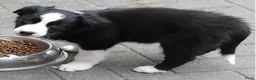 Border Collie honden te koop: border collie reutje - Advertentie 4