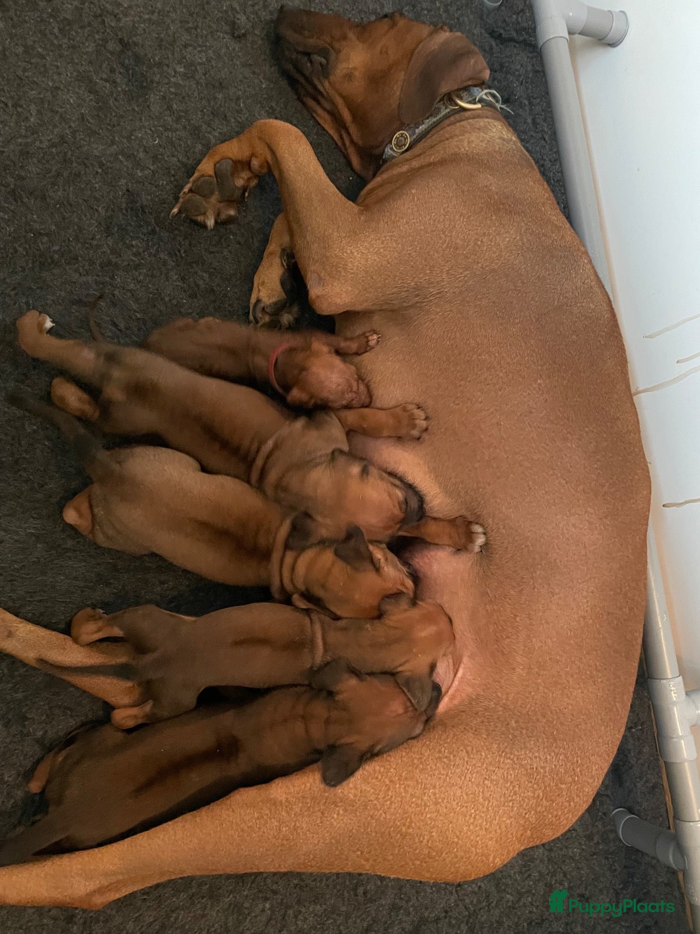 Rhodesian Ridgeback honden te koop: Rhodesian Ridgebacks puppy’s  - Advertentie 2