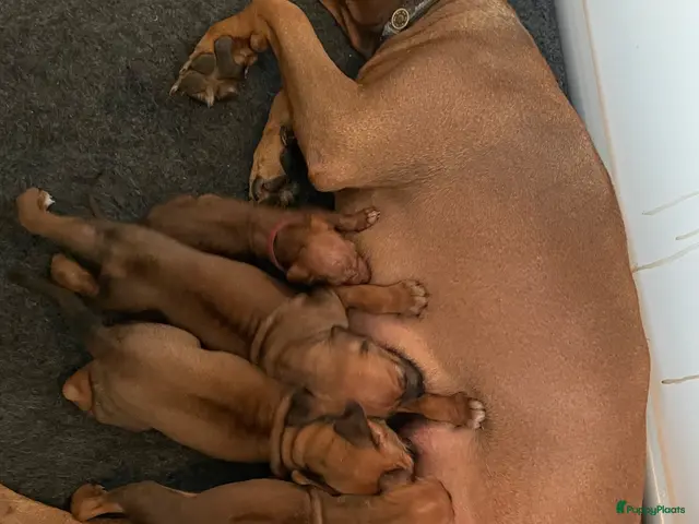 Rhodesian Ridgeback honden te koop: Rhodesian Ridgebacks puppy’s - Advertentie 2