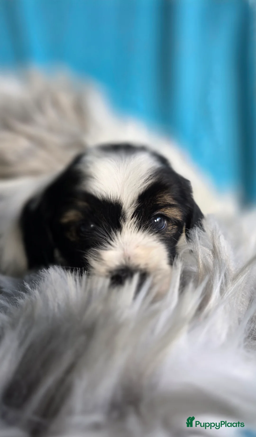 Tibetaanse Terriër honden te koop: Tibetaanse terrier pups FCI stamboom.  - Advertentie 3
