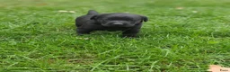 Labrador Retriever honden te koop: Labrador Retriever pups  - Advertentie 3
