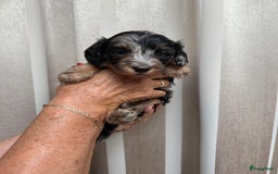 Labradoodle honden te koop: Knuffelhondjes - Afbeelding 3