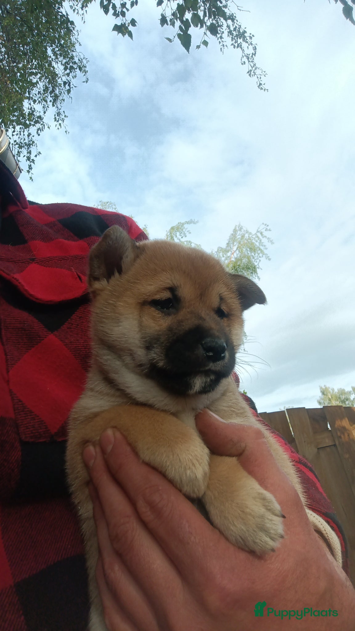 Shiba honden Shiba Inu pups beschikbaar  - Advertentie 14