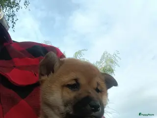 Shiba honden Shiba Inu pups beschikbaar - Advertentie 14