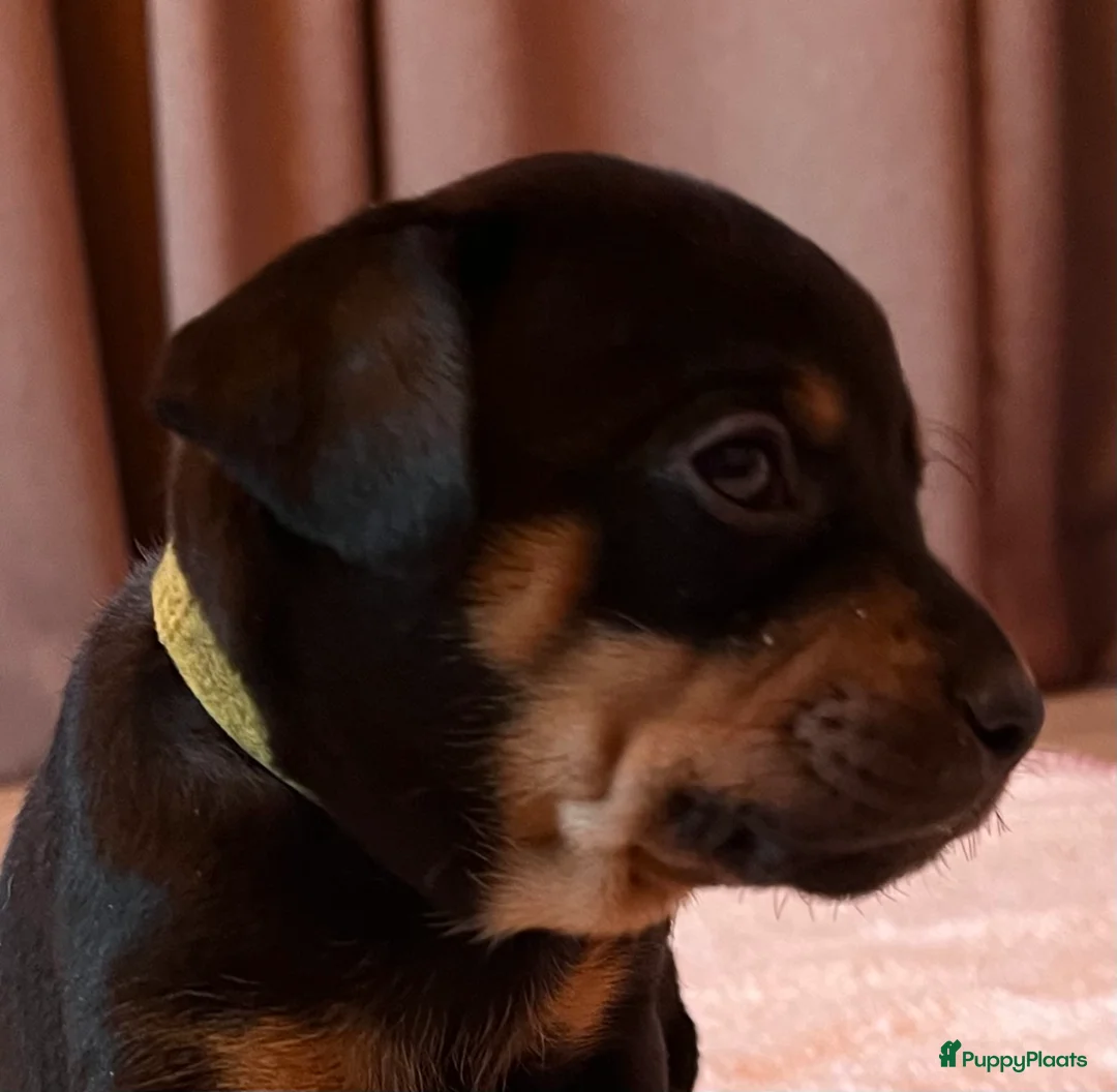 Kruising honden te koop: Carlin Pinscher Pups - Advertentie 1