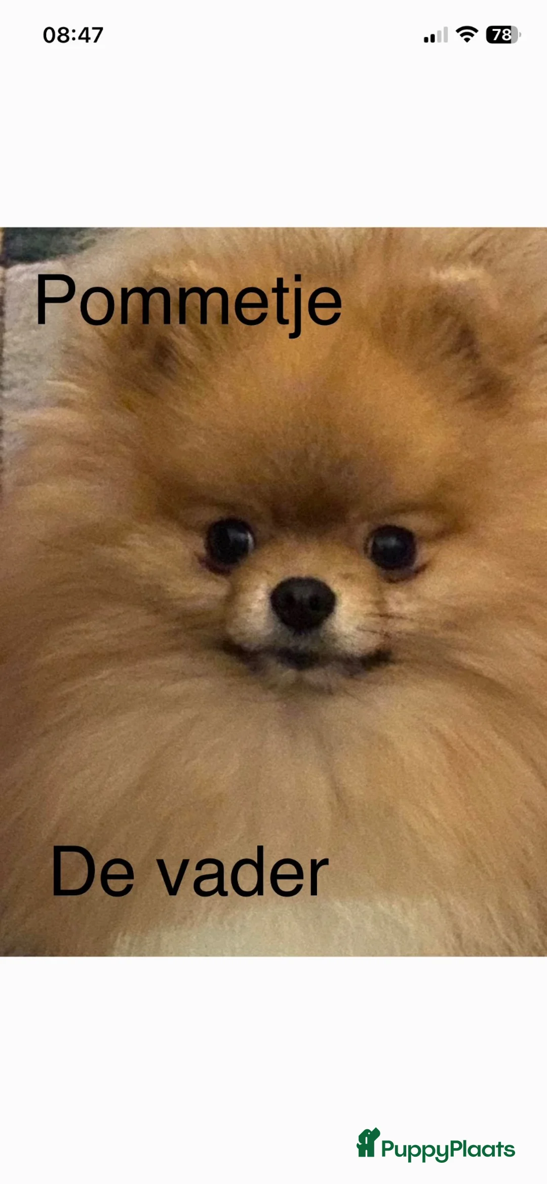 Pomeriaan honden te koop: 2 Prachtige pomeriaan pups🩷💙 - Advertentie 15