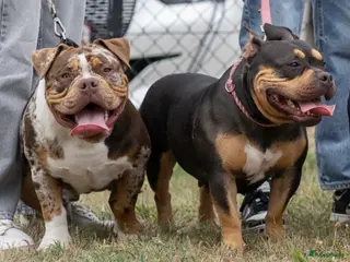 Amerikaanse Bully honden te koop: American Bully pocket dekreu - Advertentie 1