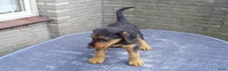 Airedale Terriër honden te koop: Airedale Terriër Puppy's - Advertentie 4