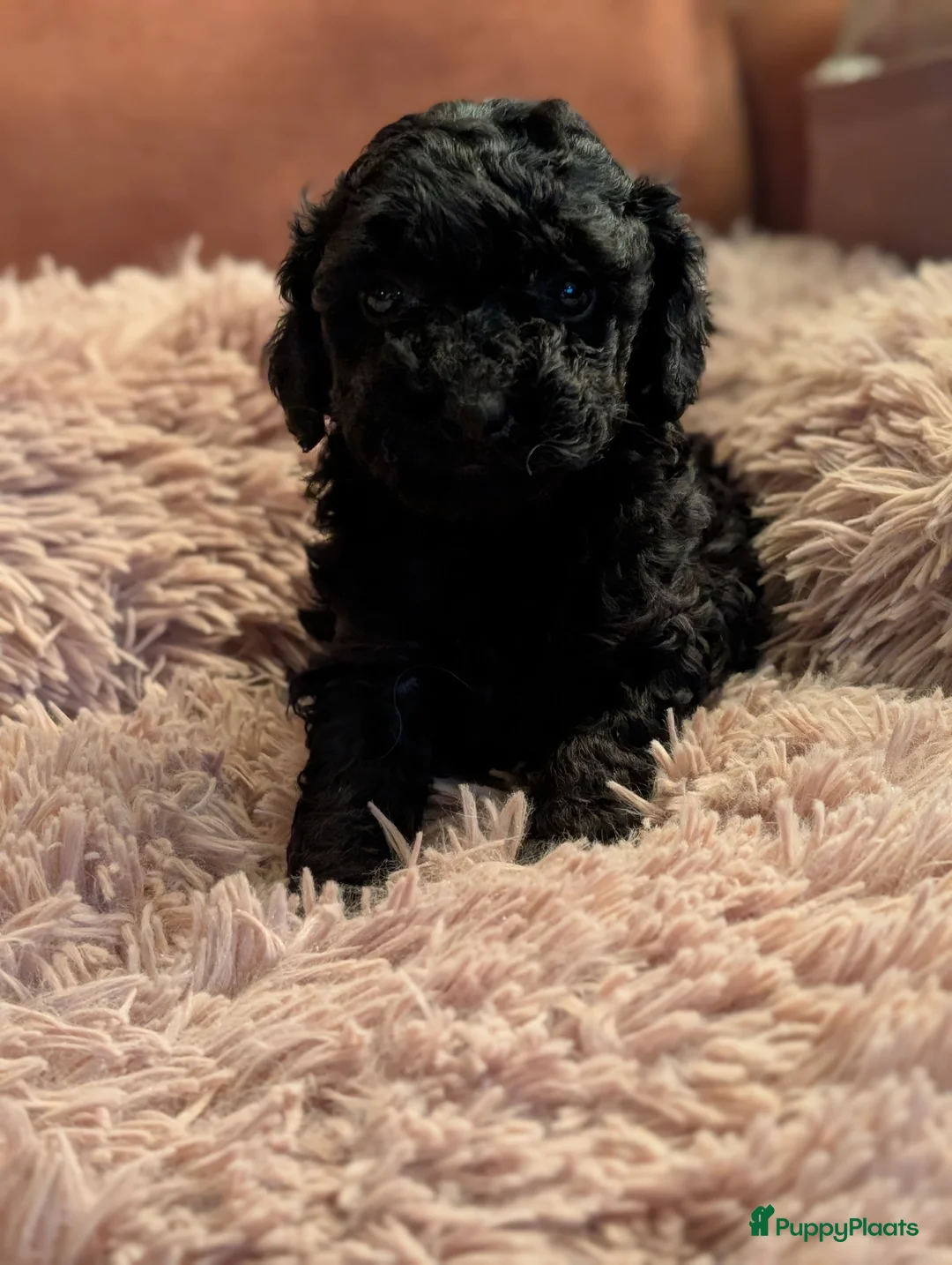 Poedel Toy honden te koop: Toypoedel puppies  - Advertentie 28