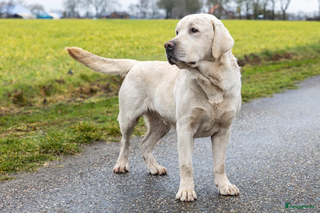 Labrador Retriever honden te koop: Raszuiver labrador pups te reserveren - Advertentie 13