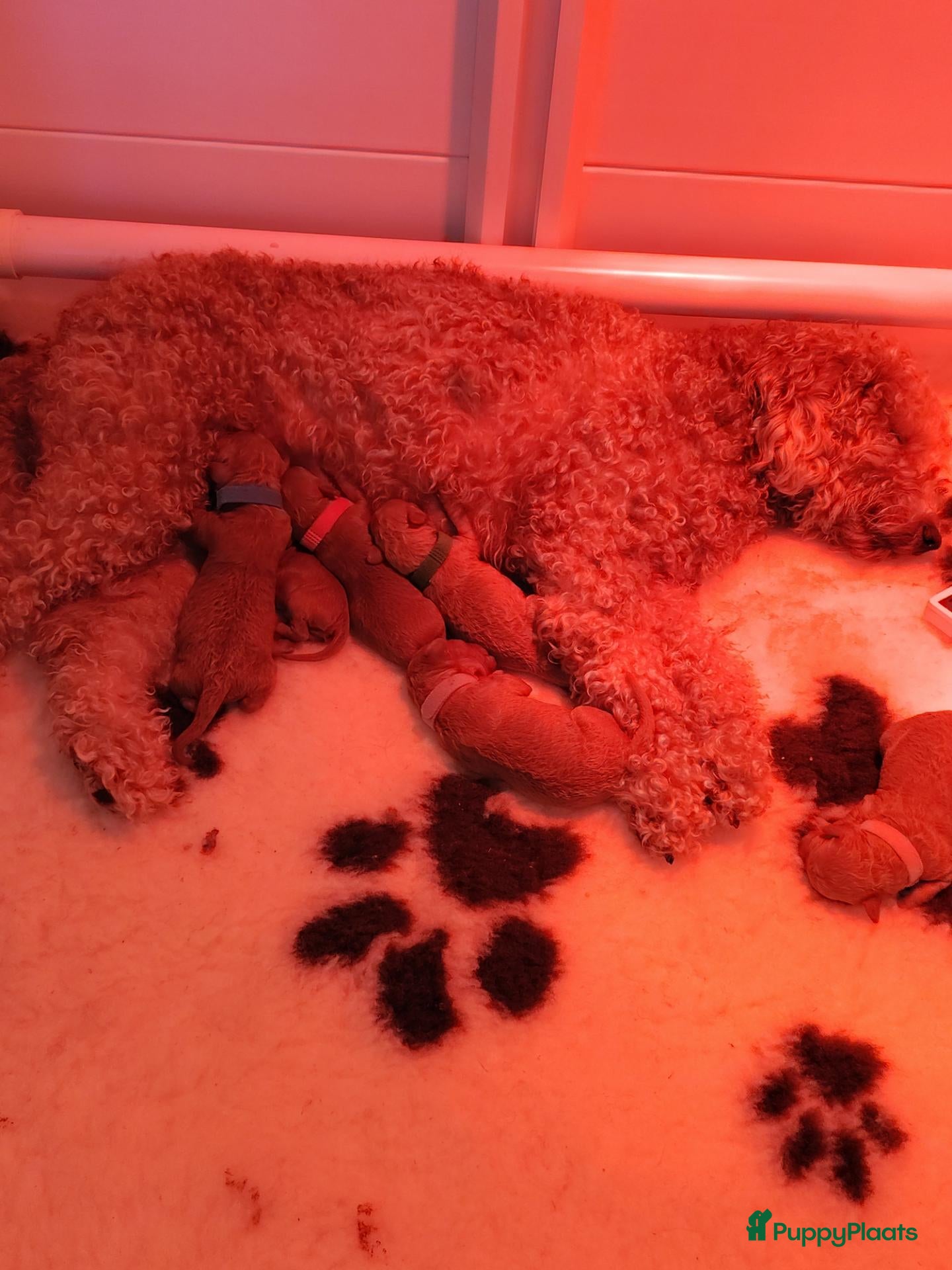 Labradoodle honden Mini Labradoodle  - Advertentie 2