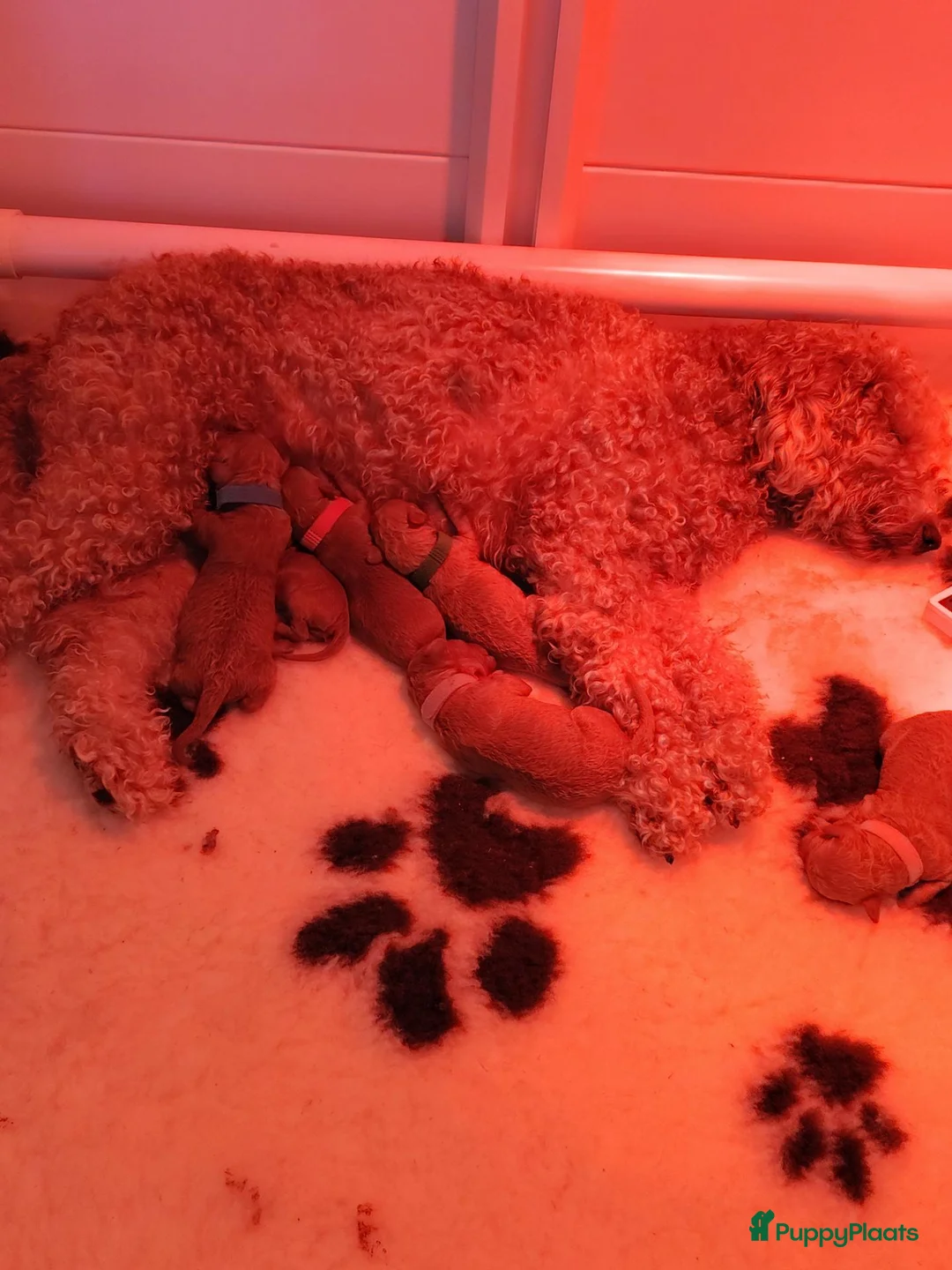 Labradoodle honden te koop: Mini Labradoodle  in Oirschot - Advertentie 1