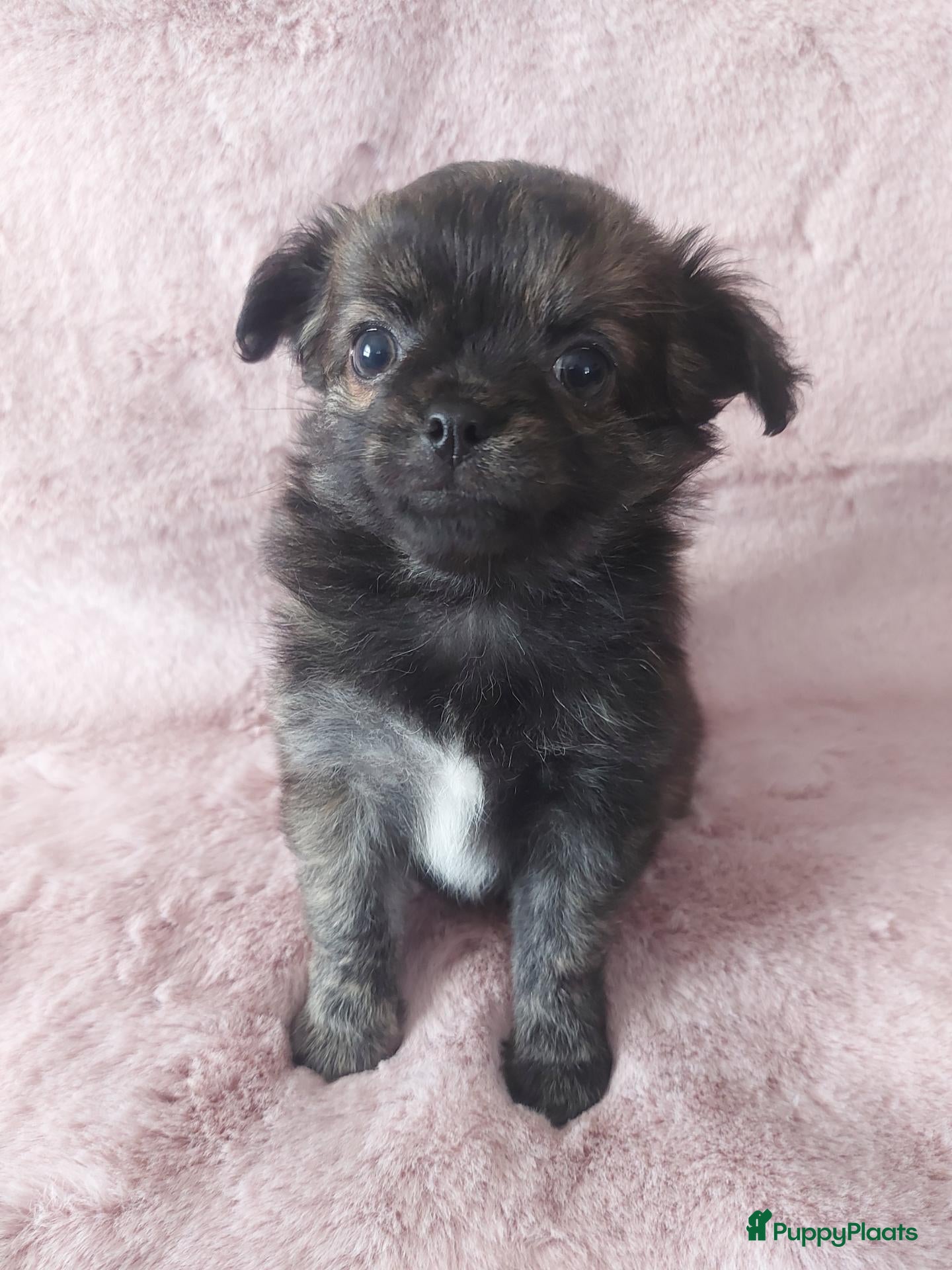 Chihuahua honden Zeer mooi chihuahua meisje  - Advertentie 1