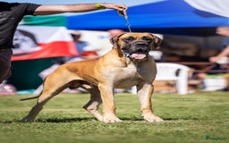 Duitse Dog honden te koop: Verwacht Duitse dog pups  - Afbeelding 11