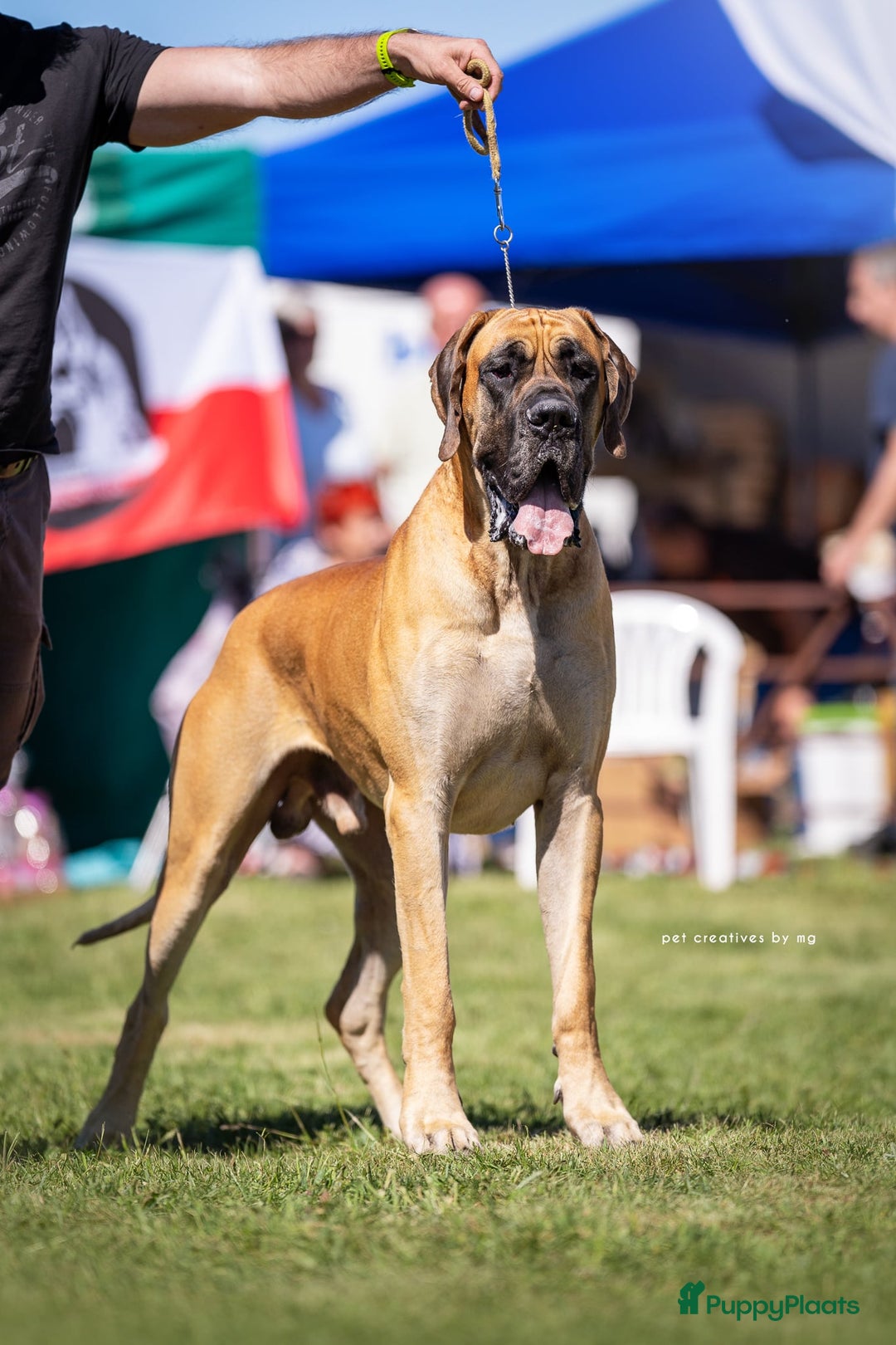 Duitse Dog honden te koop: Verwacht Duitse dog pups  - Afbeelding 11