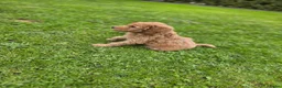Labradoodle honden te koop: 🌸🌸Labradoodle puppie's teefjes beschikbaar🌸🌸 - Advertentie 7