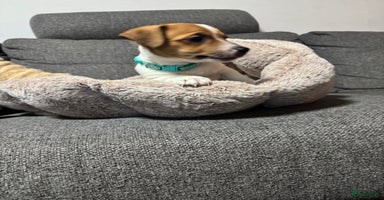 Jack Russel Terriër honden Jack Russel pups  - Advertentie 4