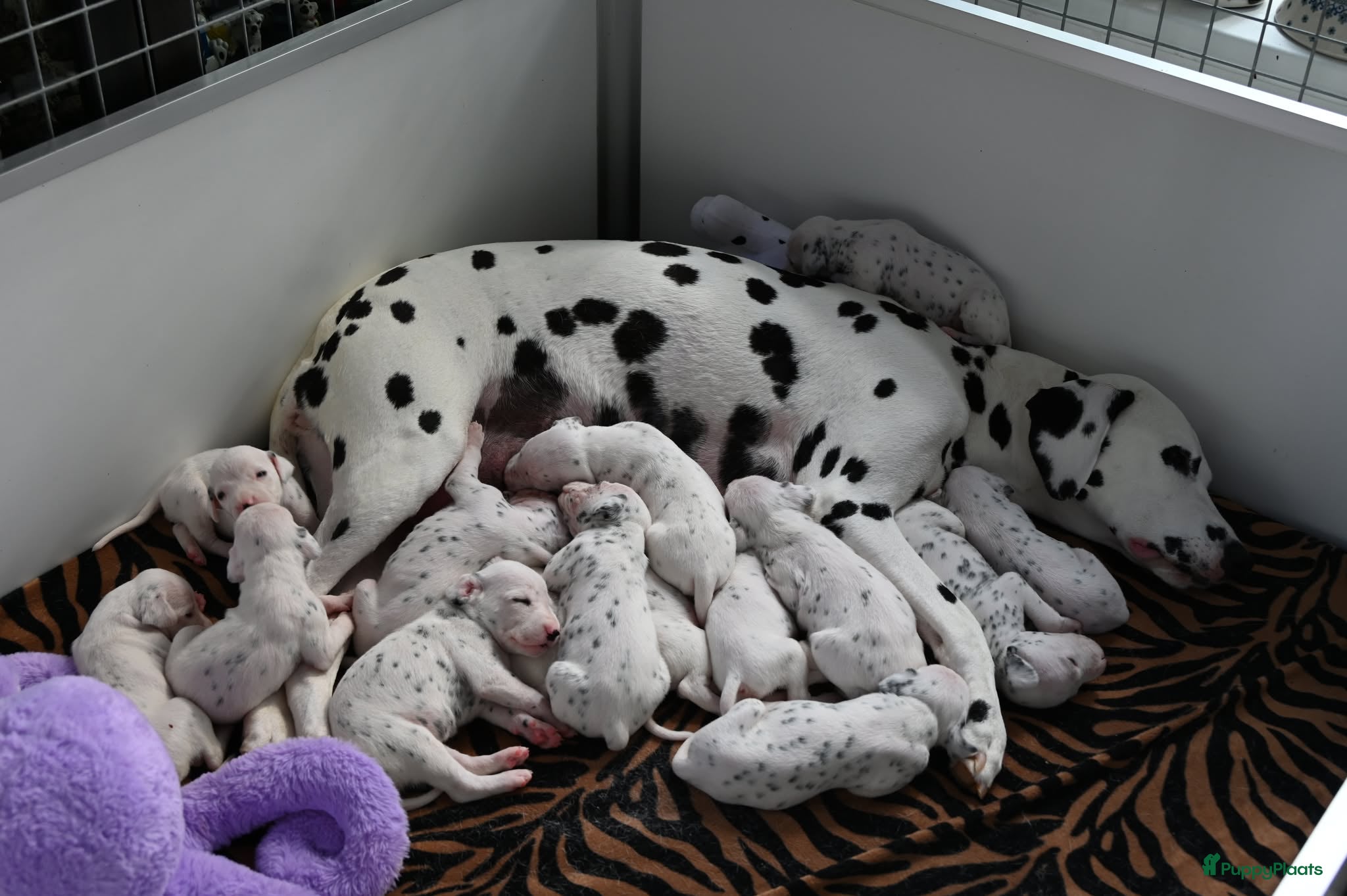 Dalmatiër honden Dalmatiër puppy's - Advertentie 1