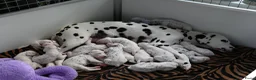 Dalmatiër honden te koop: Dalmatiër puppy's - Advertentie 1