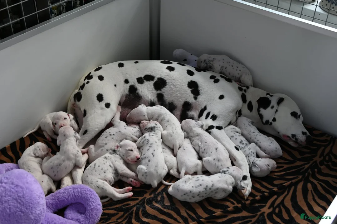 Dalmatiër honden te koop: Dalmatiër puppy's - Advertentie 1