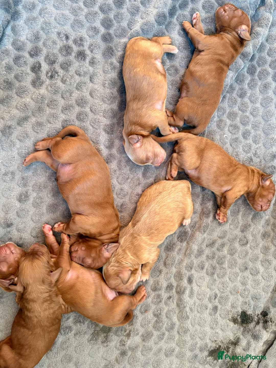 Australian Labradoodle honden te koop:  Australiën Labradoodle (medium) pups - Advertentie 2