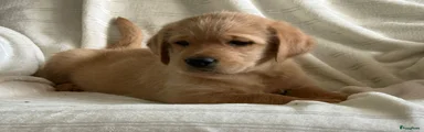 Labradoodle Puppy 4