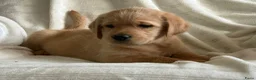Labradoodle honden te koop: Lieve,sociale labradoodle F1 pups beschikbaar  - Advertentie 9