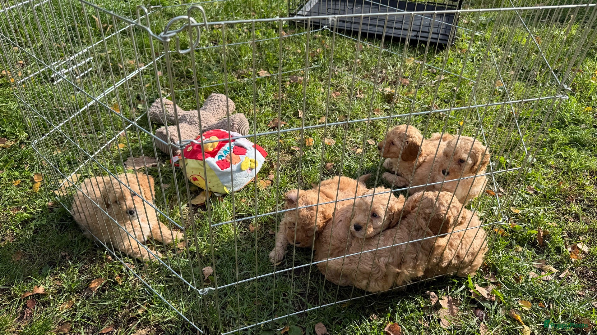 Labradoodle honden Nog 2 mooie reutjes zoeken een gouden mandje - Advertentie 12