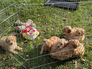 Labradoodle honden Nog 2 mooie reutjes zoeken een gouden mandje - Advertentie 12