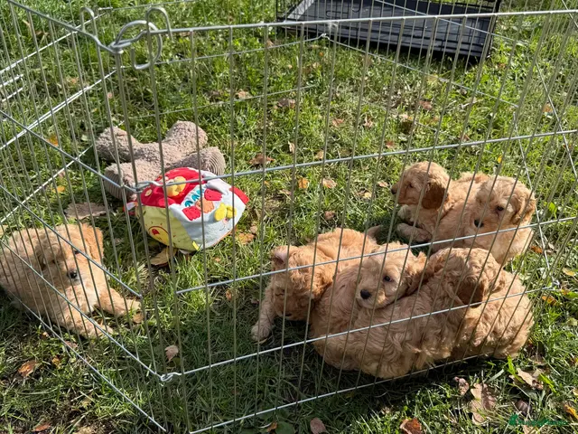 Labradoodle honden Nog 2 mooie reutjes zoeken een gouden mandje - Advertentie 1