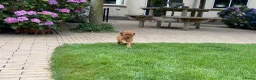 Poedel Toy honden te koop: Prachtig nestje rode/abricot toy poedels toypoedel - Advertentie 18