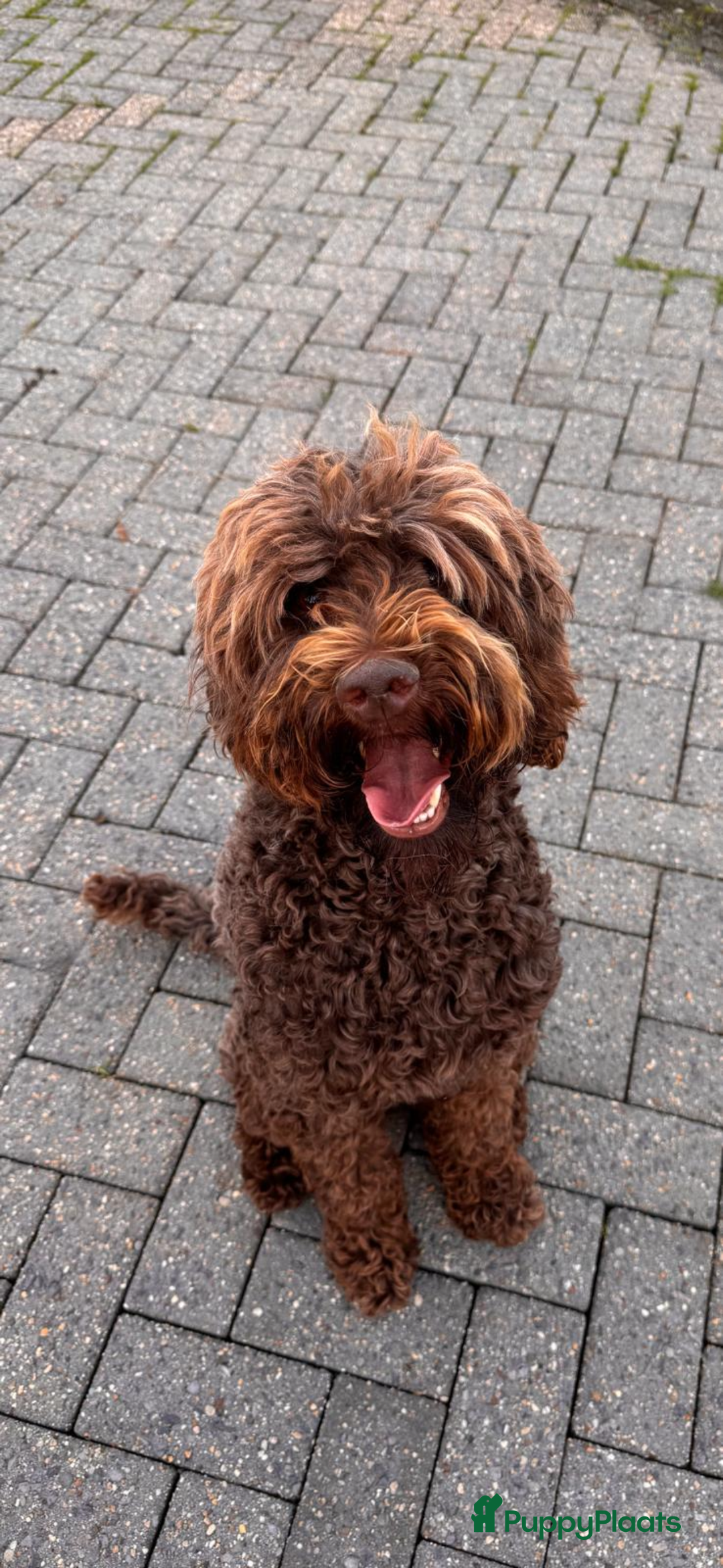 Kruising honden te koop: PRACHTIGE GOLDENDOODLE MINI REUTJE - Advertentie 5