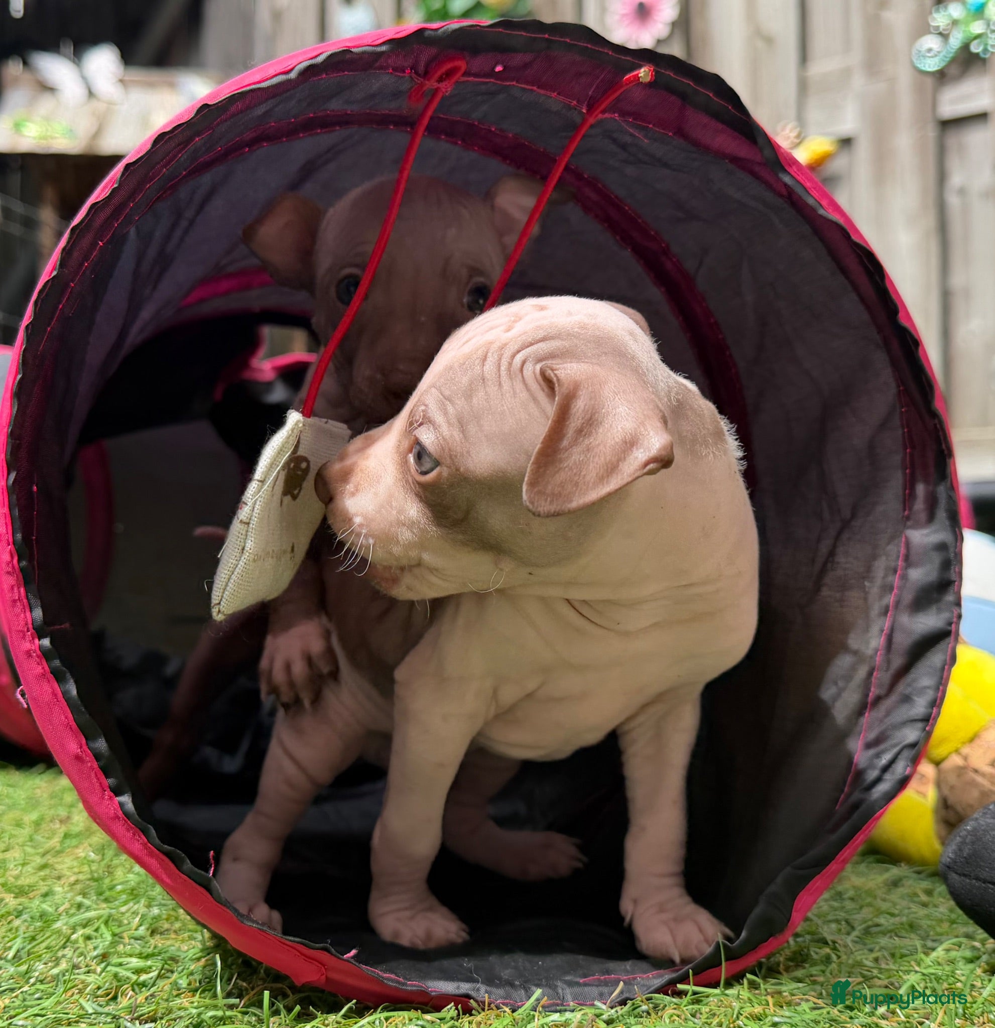 Amerikaanse Naakthond honden American hairless terrier / naakthond - Advertentie 2
